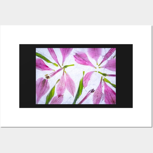 Alstroemeria Petals in Ice Wall Art by TonyNorth